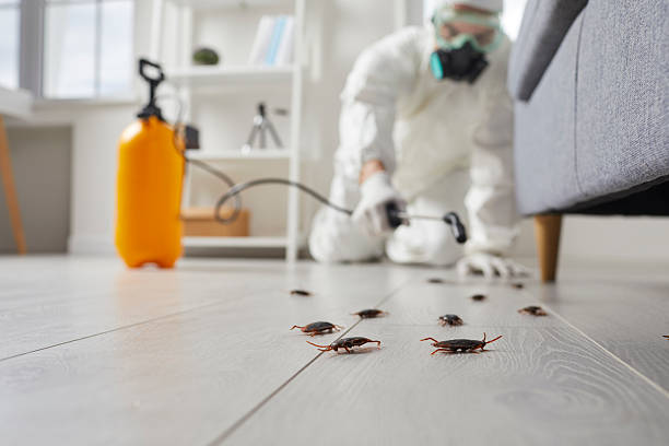 Commercial Rodent Management in Camarillo